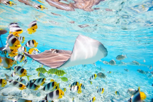 Colorful fish, stingray and black tipped sharks underwater in Bora Bora lagoon -shutterstock_112803952