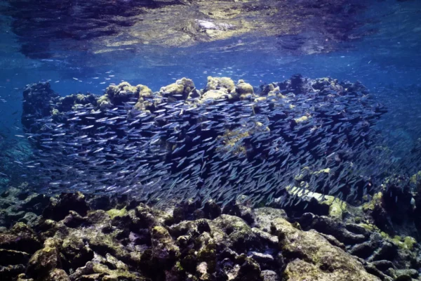 diving-virgin-islands